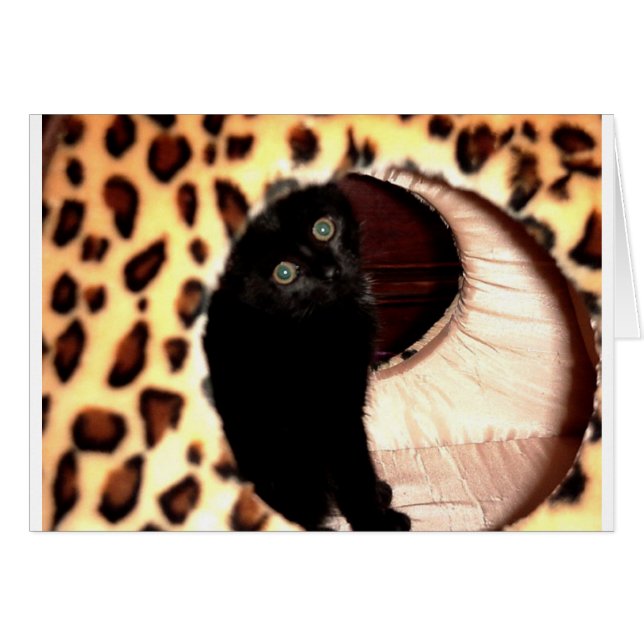 Chat noir dans un hooche léopard (Devant horizontal)