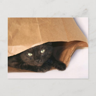 Chat noir dans un sac carte postale