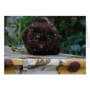 Chat noir en colère