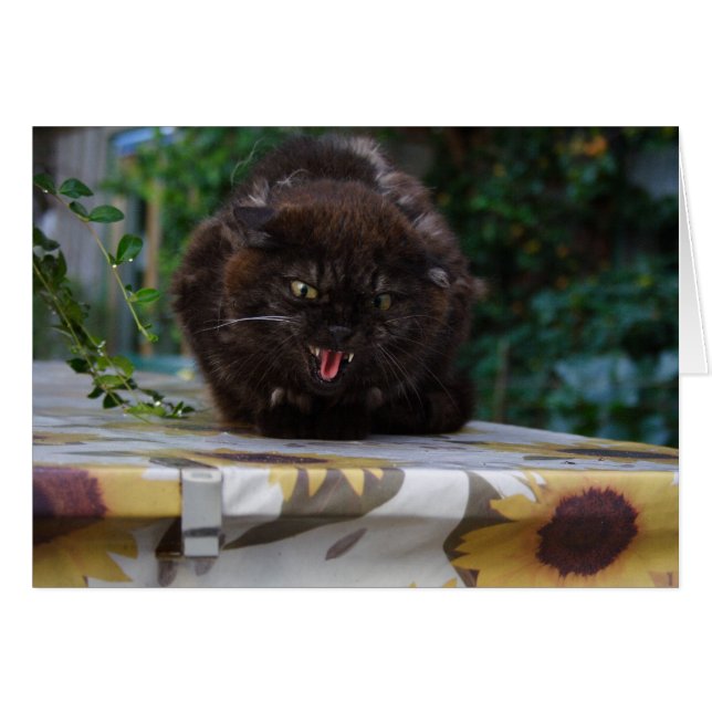 Chat noir en colère (Devant Horizontal)