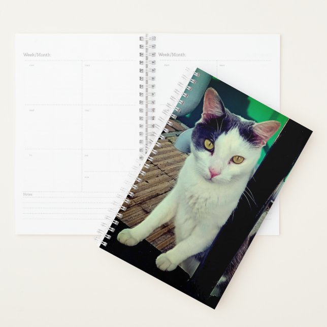 Chat noir et blanc (Devant avec enveloppe)