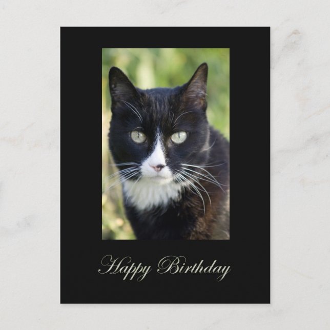 Chat noir et blanc, Carte postale Joyeuse Annivers (Devant)