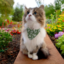 Chat ou chien Shamrock sophistiqué