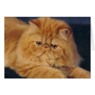 Chat parfait de gingembre