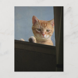 Chat-Peering im Fenster Postkarte
