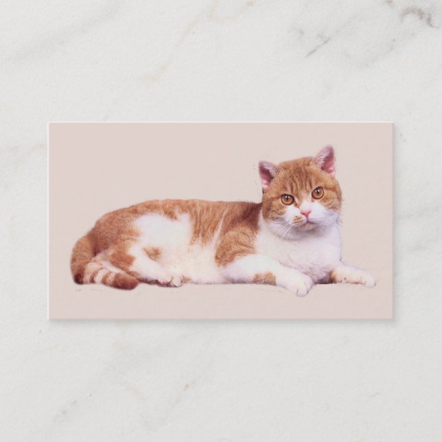 Chat personne carte de visite de Purrfect (Devant)