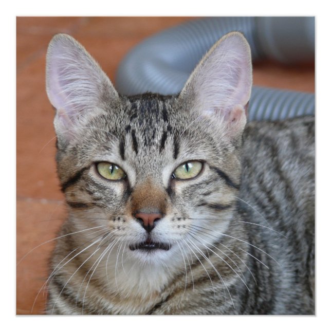 Chat Poster (Vorderseite)