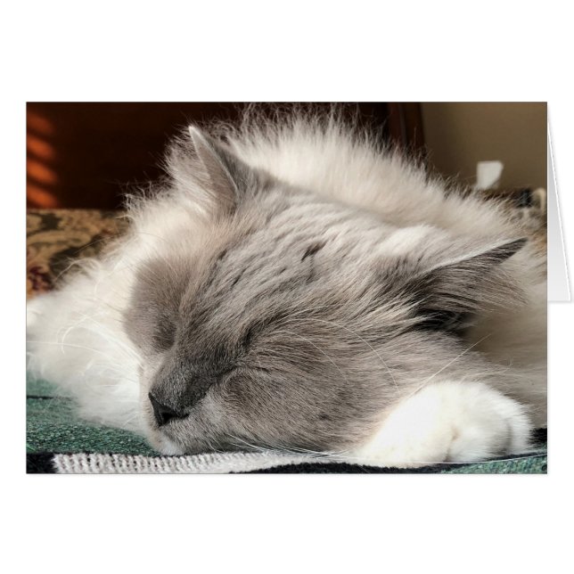 Chat Ragdoll (Devant horizontal)