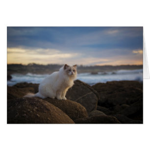 Chat Ragdoll À La Plage
