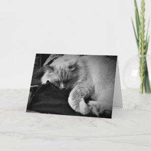 Chat Ragdoll / Noir, carte