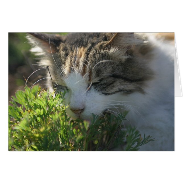 Chat sent un Plante (Devant horizontal)