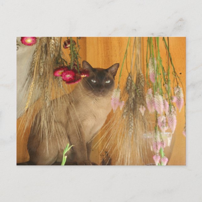 Chat Siamais Poster Photo Animal Carte Postale #3 (Devant)