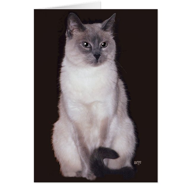 Chat siamois (Devant)