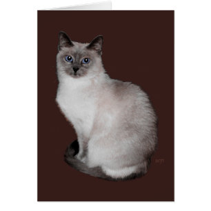 Chat siamois aux yeux bleus
