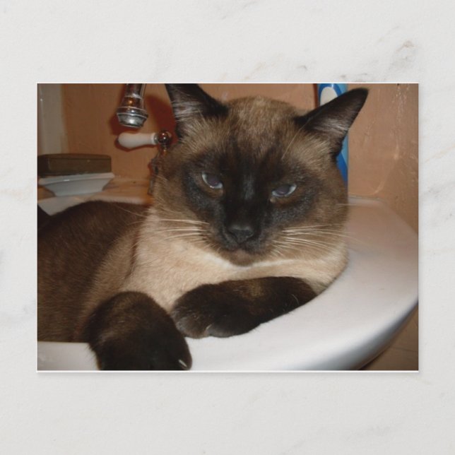 Chat siamois dans la carte postale de Sink (Devant)