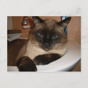 Chat siamois dans l'évier  Carte postale