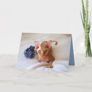 Chat Sphinx Avec Carte Bleue Tinsel