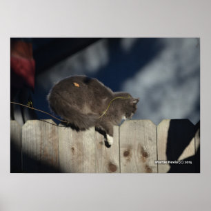 Chat sur clôture (13) Poster