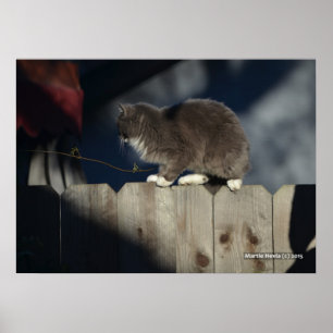 Chat sur clôture (19) Poster