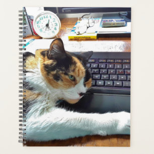 Chat sur le clavier