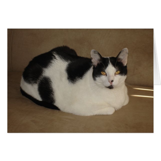 Chat sur un divan (Devant Horizontal)