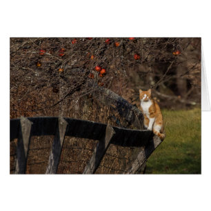 Chat Sur Une Clôture