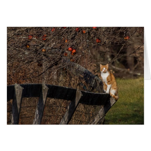 Chat Sur Une Clôture (Devant horizontal)
