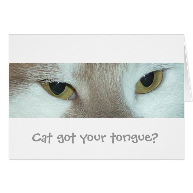 Chat Tabby Blanc et Orange (Devant horizontal)