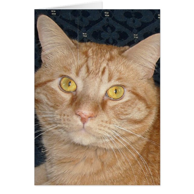 Chat Tabby Orange (Devant)