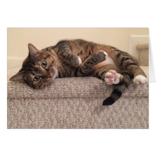 Chat tigré, carte (Devant horizontal)