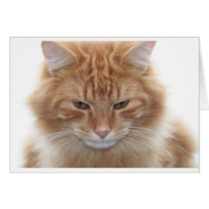 Chat tigré dépouillé par orange