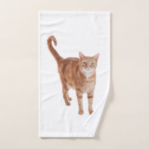 Chat tigré orange