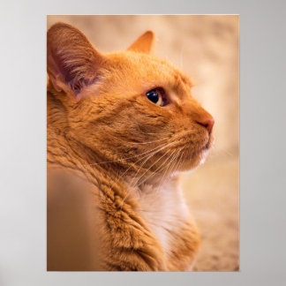 Chat Tigré Orange - Art Mural | Portrait Chaleureu