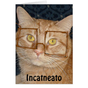 Chat tigré orange/Incognito