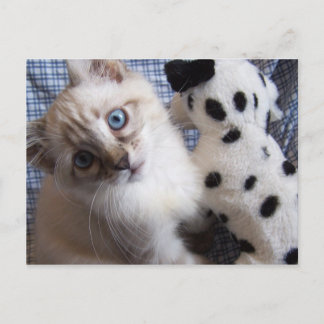 chaton avec carte postale de chiot jouet