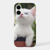 Chaton blanc turc