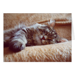 Chaton couchant