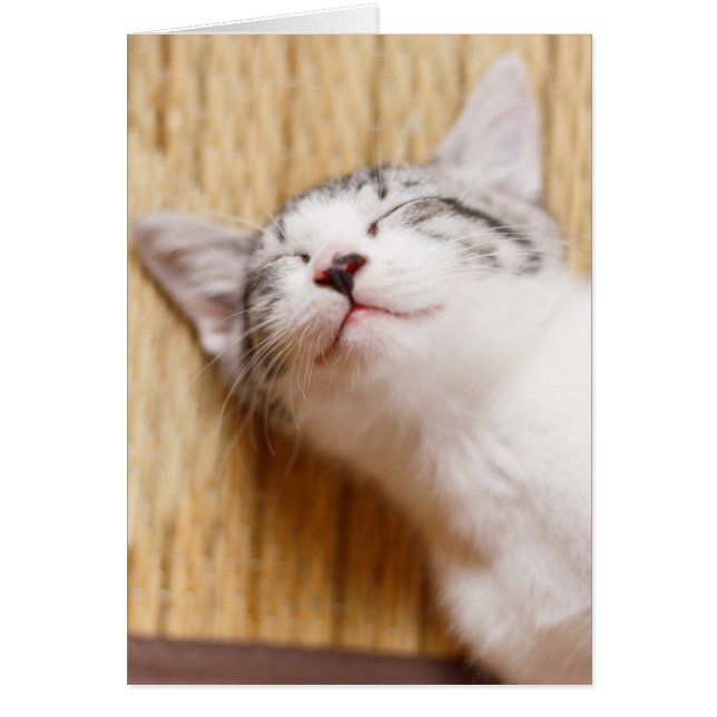 Chaton couchant (Devant)