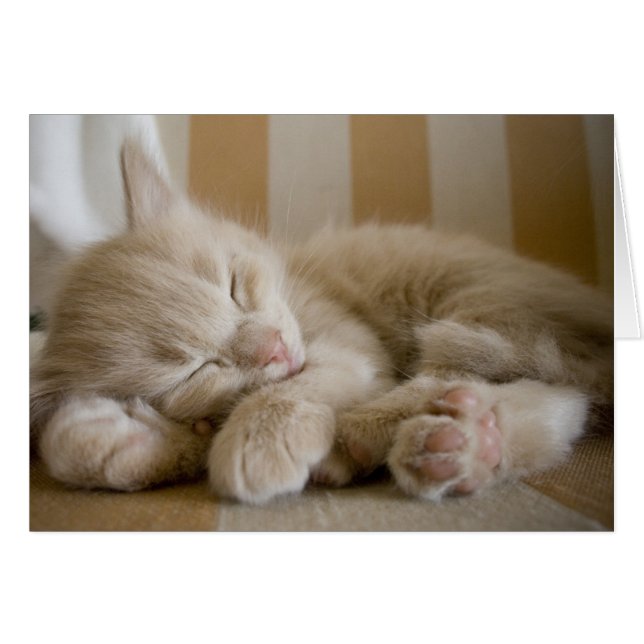 Chaton couchant (Devant horizontal)