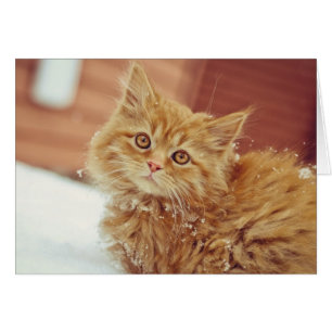 Chaton dans la neige