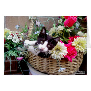 Chaton dans un panier