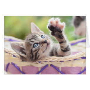 Chaton dans un panier