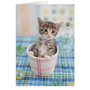 Chaton de Munchkin avec le joli ruban