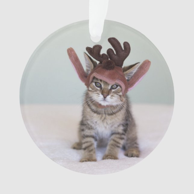 Chaton de Noël (devant)