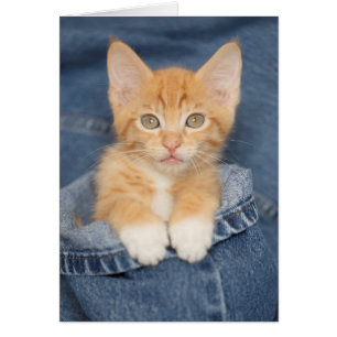 Chaton d'orange de bébé de blue-jean