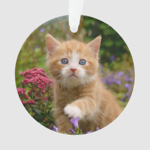 Chaton mignon de chat de gingembre dans un jardin