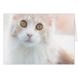 Chaton mignon de ragondin du Maine