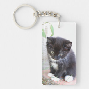 Chaton noir et blanc