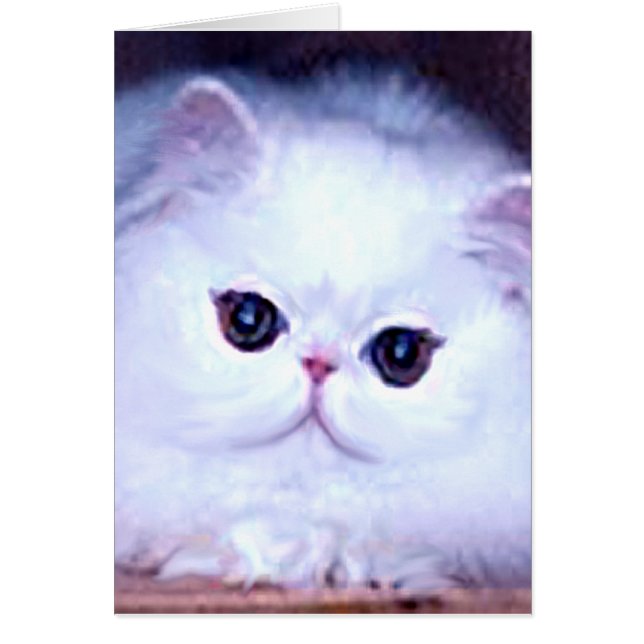 Chaton persan blanc Kitty de chat (Devant)