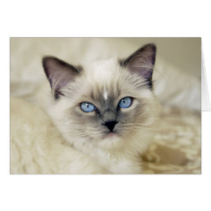 Chaton Ragdoll